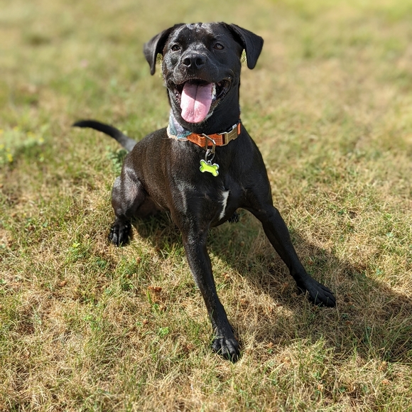 ❌closed❌Still lots of blues to grab on this one, please find new listing - Picture 2 of 2